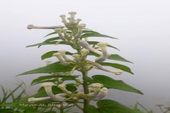 Ceropegia sahyadrica